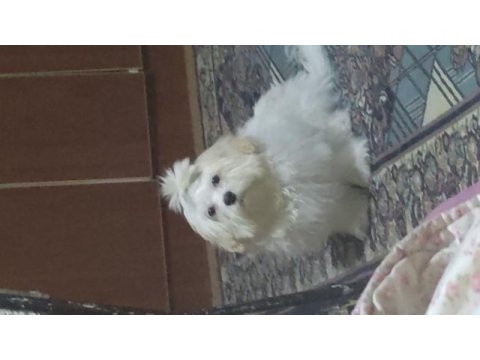 Aşıları tam 4 aylık yavru terrier