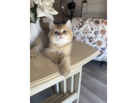 British shorthair golden ny25