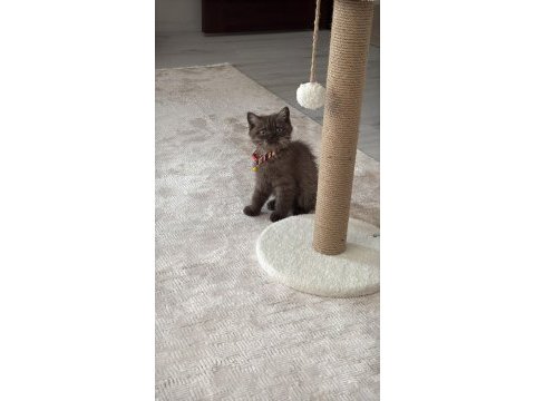 British shorthair cinnamon