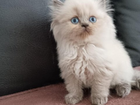 Blue point british longhair oğlumuz