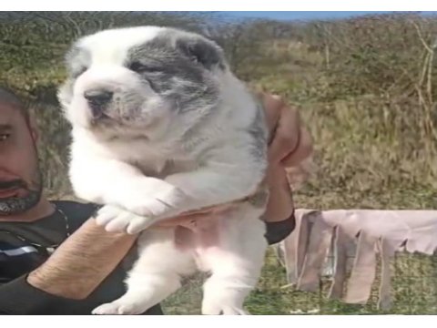 Devasa anatomili xxl alabay yavruları