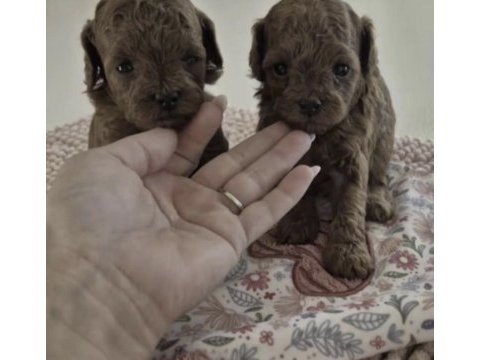 Toy poodle a kalite safkan kore