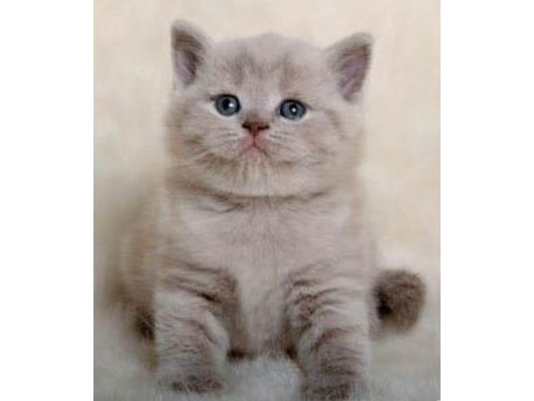 Nadir bulunan rengiyle lilac british shorthair