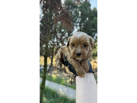 En kaliteli maltipoo yavruları