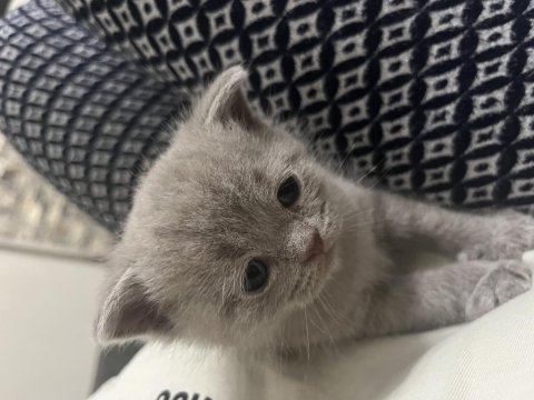 Açık kahverengi british shorthair yavrumuz
