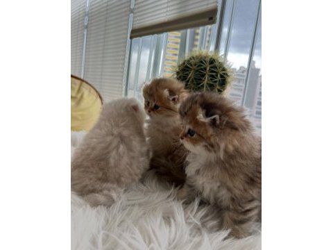 Scottish fold longhair (golden & silver)