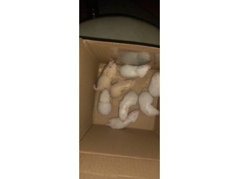 Suriye hamster yavru ve sağlıklı