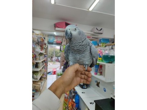 Evcil 2 buçuk yaşında jako papağanı
