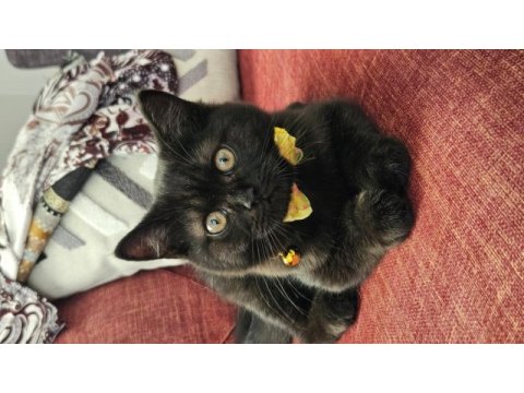 Karabük british shorthair