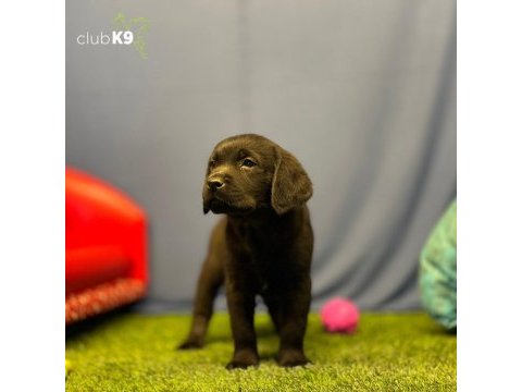 Renk renk labrador yavrularımız