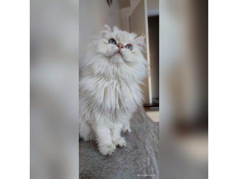 Üst kalite son erkek british longhair yavrum atlas