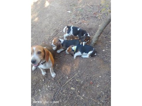 Sevimli beagle cinsi yavrular