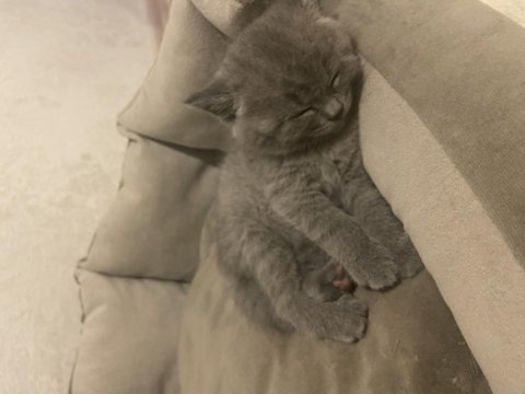 Yavru scottish fold minnoşlarımız