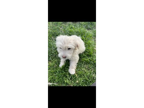 Maltipoo bebek köpekler