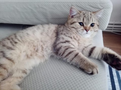 British shorthair 5 aylık kedimiz