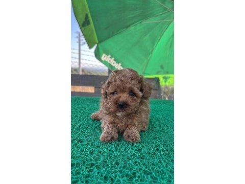 Kore kan toy poodle dişi bebek