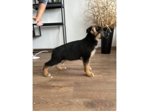 Showline müthiş anatomi pigment alman çoban köpekleri