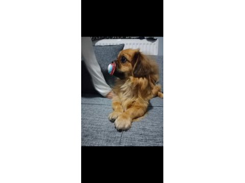 Cins pekinez köpeğimize yuva arıyoruz