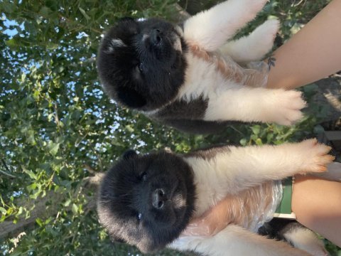 Amerikan akita yavrular