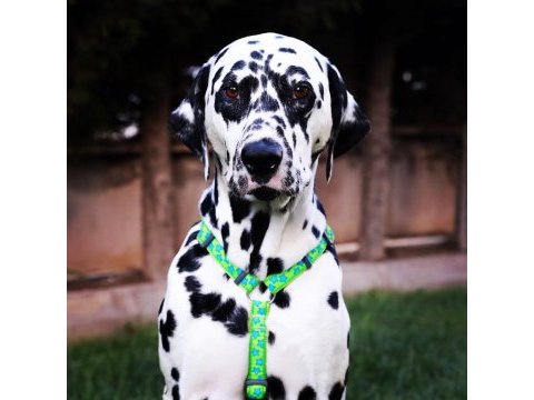 Anne altından dalmaçyalı (dalmatian) yavrular