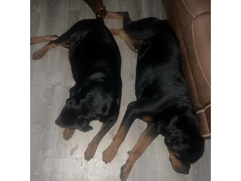 Çok uyguna rotweiller yavrusu (açıklama)