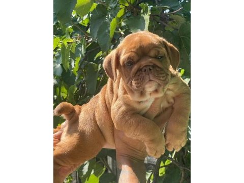 Sitenin en şirin ingiliz bulldog yavruları