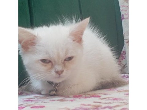 British erkek cins kedi 2 aylık