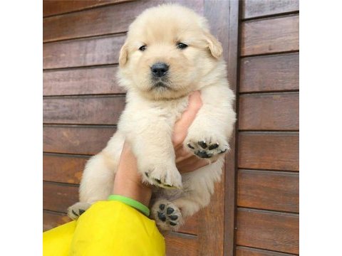 Golden retriever yavruları
