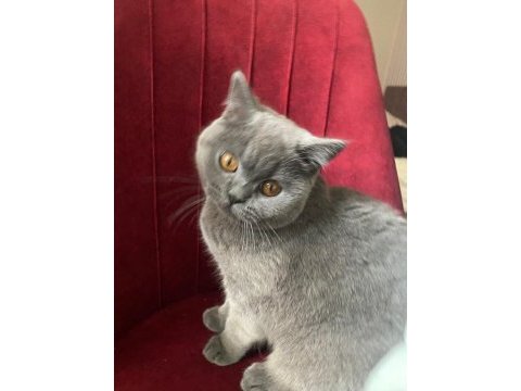 Dişi british shorthair uyguna sahiplendirilecektir