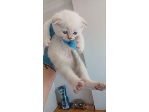 Boncuk gözlü scottish fold bebekler teslime hazır