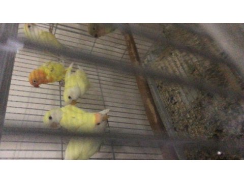 Bebek sevda papağanı eğitime açık