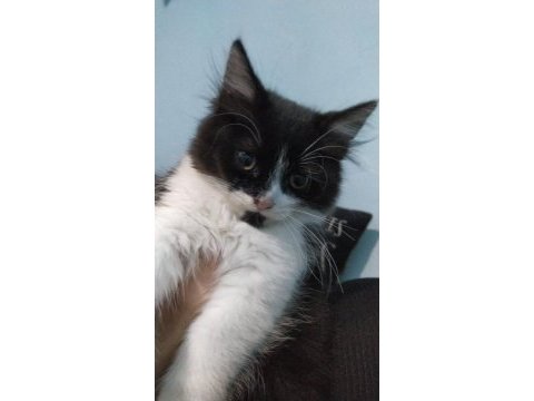 Ücretsiz british longhair sahiplendirme