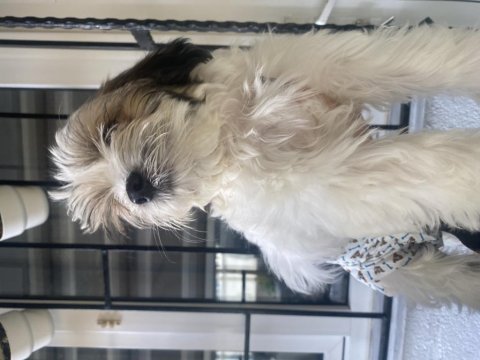 0 saf morkie