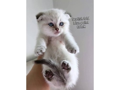 Scottish fold dişi