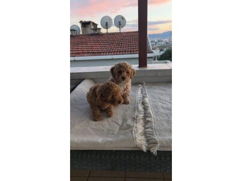 Toy poodle yavruları