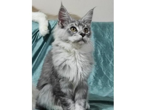 Gift of kings cattery maine coon