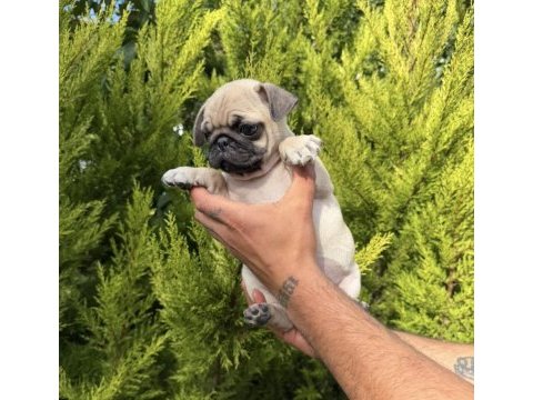 Mini pug yavrumuz