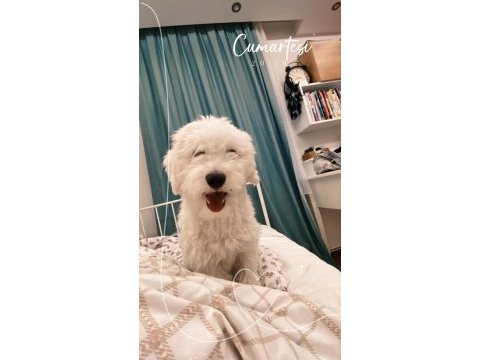 Beyaz terrier kızıma aile arıyoruz