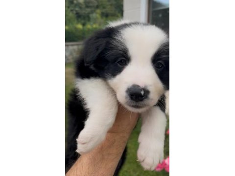 Çok özel son 2 yavru köpeğimiz