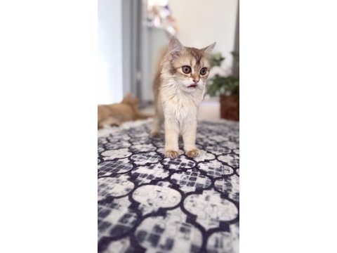 5 aylık dişi by11 semilong scr belgesi mevcut