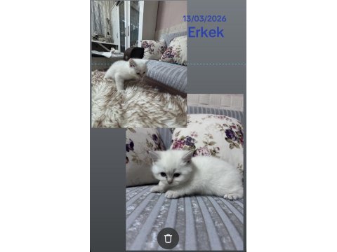 Yavru kediler iki erkek ve bir dişi var