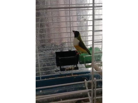 2024 ve 2025 çok bakımlı golden finch