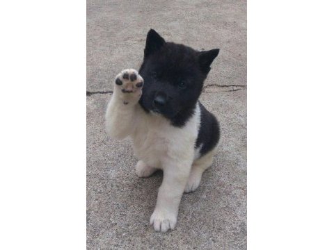 Akita ınu bebeklerim