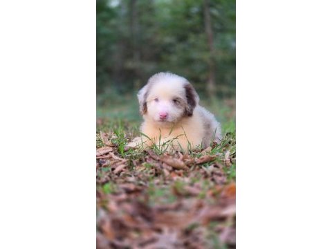 Blue merle ausiee doodle yavrumuz