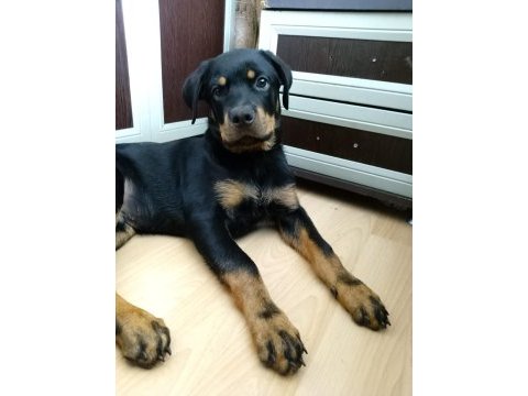 Scrli 3.5 aylik erkek rottweiler aciklama okuyunuz
