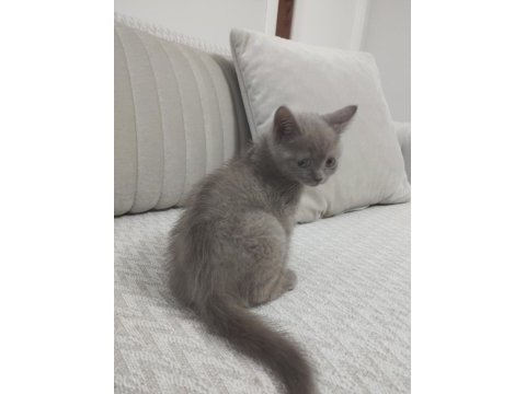British shorthair yavrumuz yeni sahibini arıyor