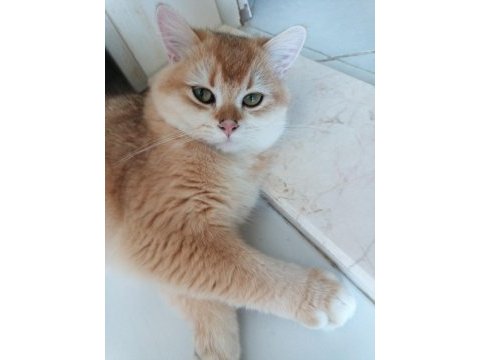 Tamamen ücretsiz british shorthair golden