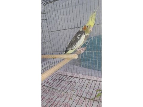 Pied sultan papağanı dişidir