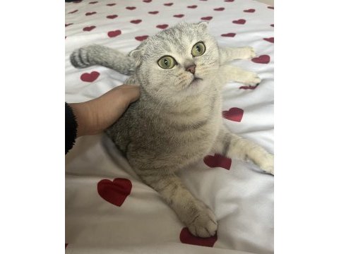 Yuvarlak kafam scottish fold