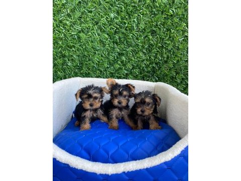 Teacup yorki bebekler dişi erkek mevcut kapıda ödeme